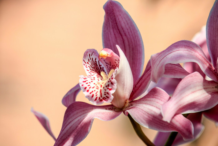 Tipo de orquídea cymbidium com folhagem em formato de tiras em tons rosa e brancos, e uma flor branca com pintas rosadas.