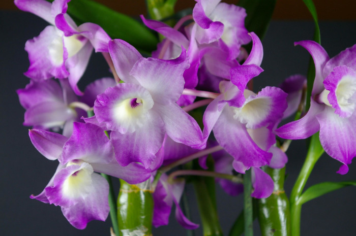 Tipo de orquídea dendrobium com flores lilás na parte de fora e brancas na parte de dentro.