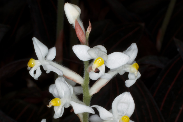 Tipo de orquídea ludisia com flores pequenas e brancas que aparecem ao longo de haste verde.