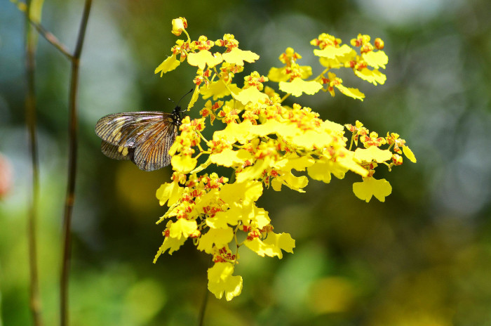 Tipo de orquídea oncidium com pequenas flores amarelas com bola alaranjada ao centro e uma borboleta pousada em cima.