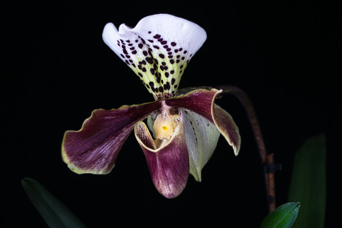 Tipo de orquídea paphiopedilum, com bolsa que faz lembrar um sapato em tons roxos e pétala branca salpicads de bolas acastanhadas. 