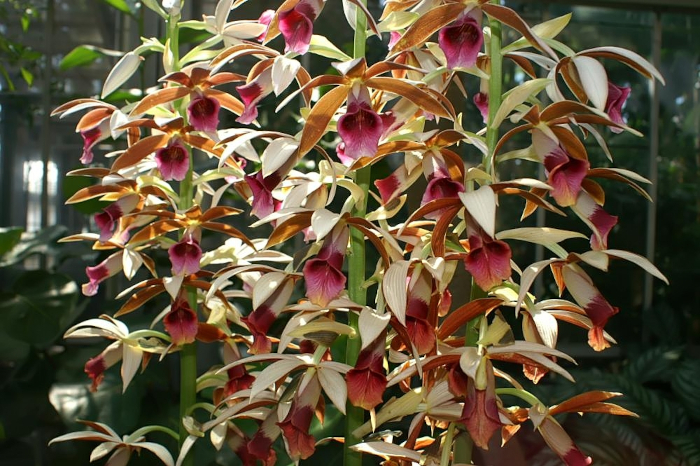 Tipo de orquídea phaius com folhas grandes e finas, largas e pregueadas, e flores em tons castanho-alaranjados.