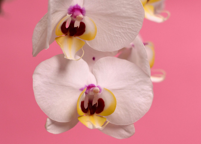 Exemplar de phalaenopsis, um tipo de orquídea de interior com folhas brancas e salpicadas de castanho e amarelo no meio.