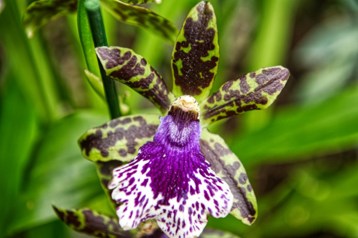 Tipo de orquídea zygopetalum com pétalas verdes e manchas arroxeadas, e flor branca ao centro pintada de roxo no meio e com pintas roxas à frente.