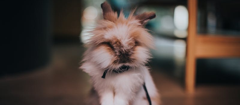 coelho doméstico peludo de cores branca e castanha