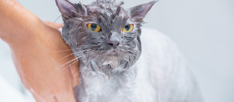 como dar banho a gatos