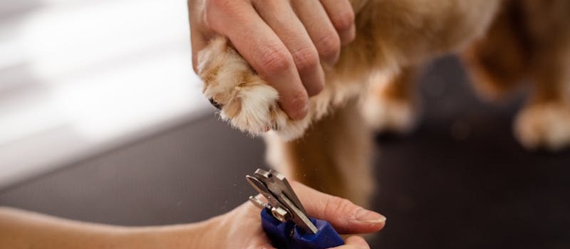 pessoa a cortar unhas de cão com tesoura própria para cães