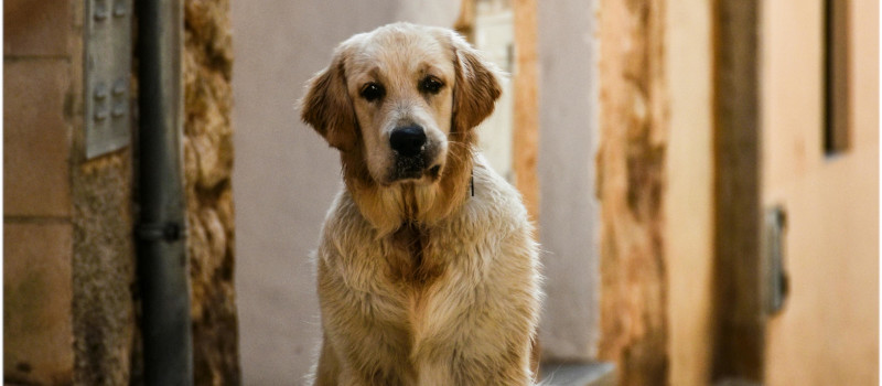 Cão castanho claro abandonado no meio da rua, entre muros de casas, pode encontrar o dono porque se pode localizar cães com chip.