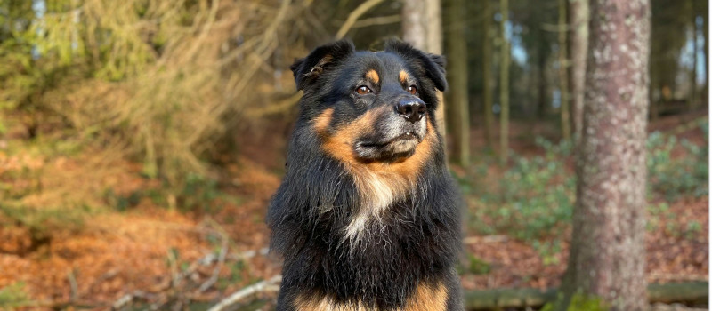 Cão preto e castanho com olhar triste na floresta, perdido, pode encontrar o dono porque se pode localizar cães com chip.