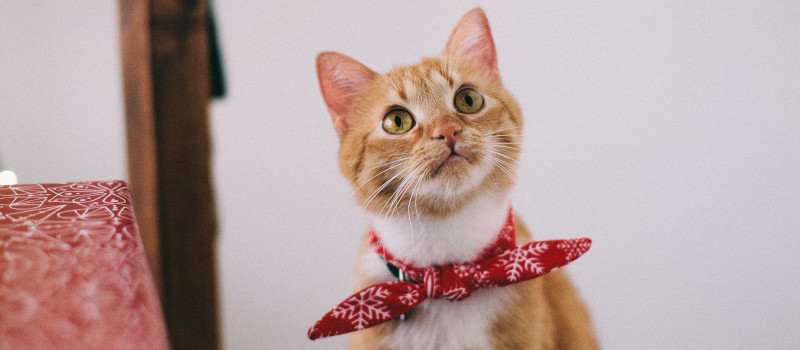 Gato alaranjado com laço vermelho ao pescoço e a olhar para cima para o cat sitter, com orelhas erguidas e muito atento.