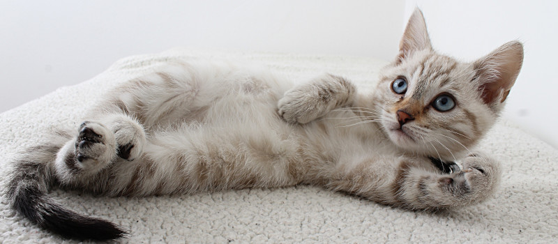 Gato bebé cinzento e de olhos azuis deitado à espera do profissional de cat sitting.