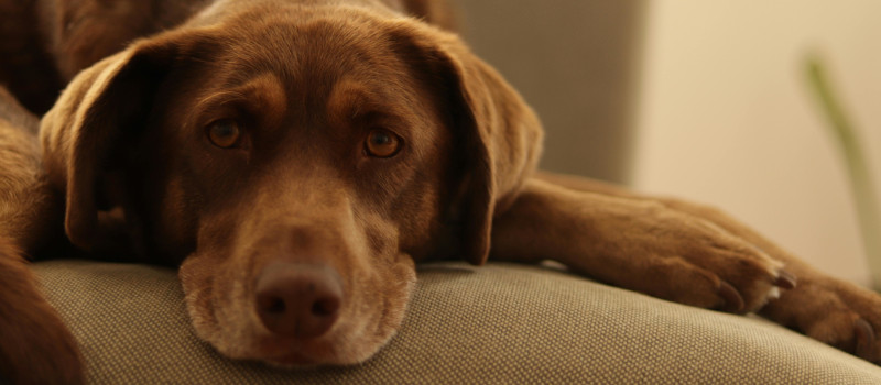 Cão castanho deitado num sofá, com orelhas caídas e ar triste, porque ainda não tem o seu passaporte animal para viajar. 