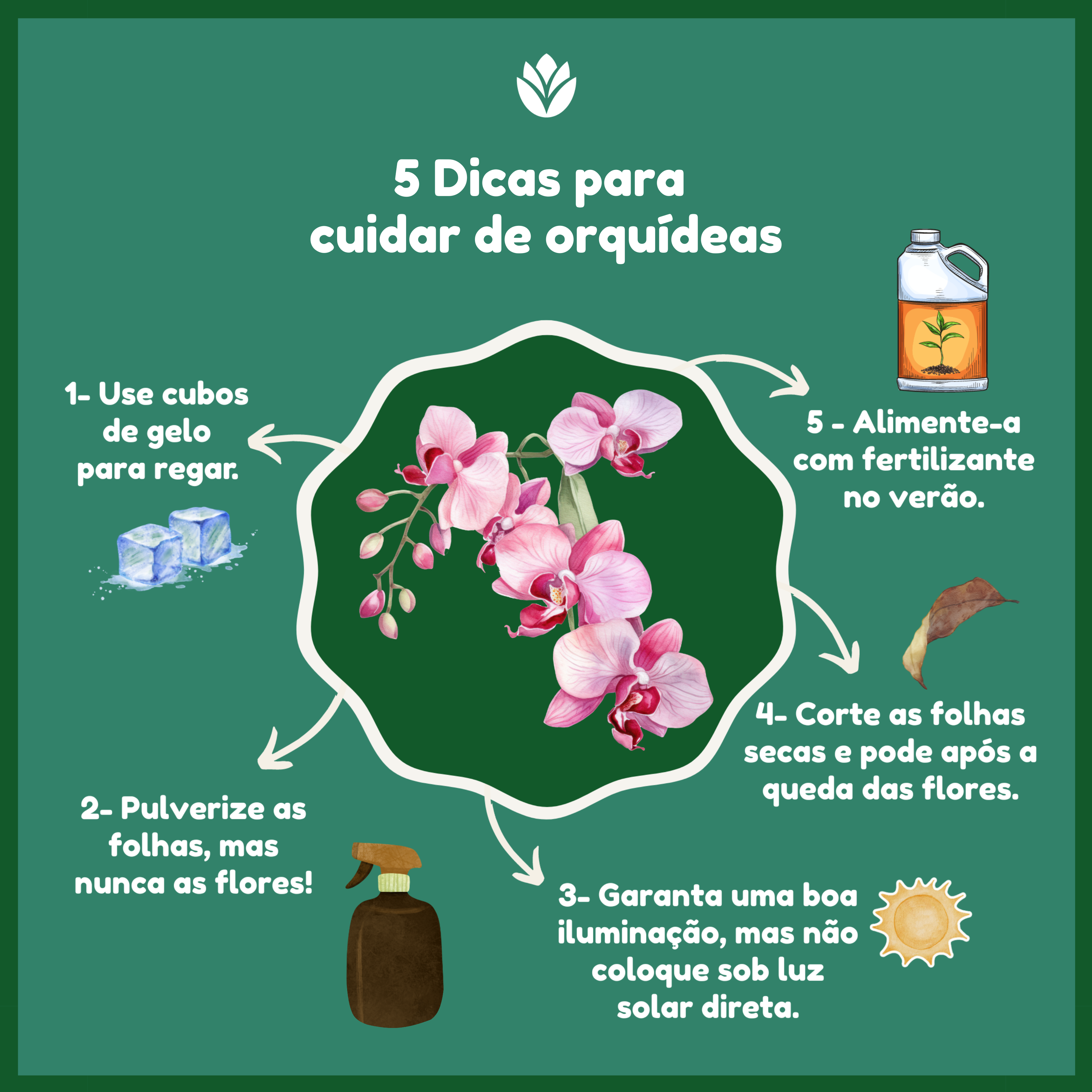 Infográfico com cinco dicas de como cuidar de orquídeas.