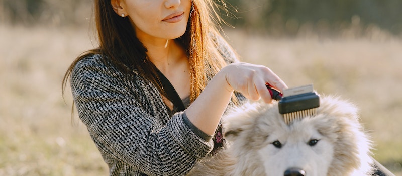 mulher escova pelo de cão