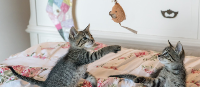 Dois gatos bebés cinzentos a brincar com boneco de rato bege em cima de uma cama com colcha com flores cor de rosa enquanto donos pensam onde deixar os animais nas férias.