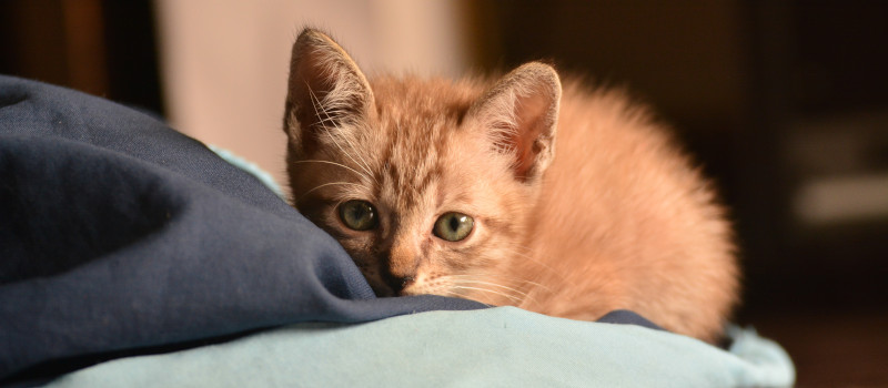 Gato bebé de olhos verdes e pelo castanho a espreitar por entre lençóis com o dono a preparar a casa para animais de estimação.