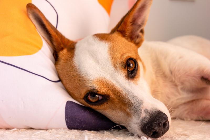 Cão deitado de olhos tristonhos a ver o dono a preparar a casa para animais de estimação.