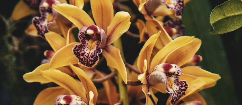 Orquídeas Cymbidium cor-de-laranja mostram como cuidar de orquídeas em Portugal.