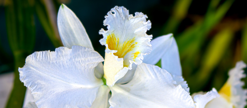 Orquídeas Cattleyas brancas num guia de como cuidar de orquídeas em vaso.