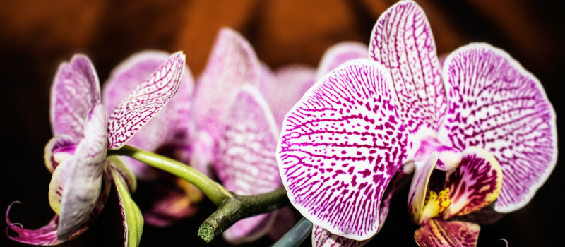 Orquídeas brancas com pintas rosa mostram como cuidar de orquídeas phalaenopsis em apartamento é possível.