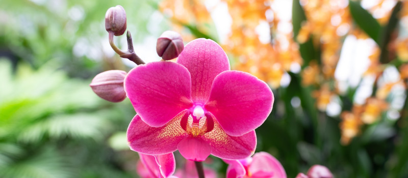 Orquídea cor-de-rosa em primeiro plano mostra como cuidar de orquídeas.