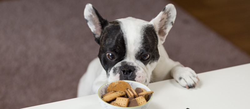 Cão branco e preto a olhar para biscoitos numa tigela em cima da mesa que exemplificam alimentos que os cães não podem comer.