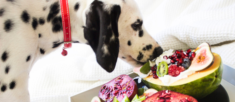 Cão dálmata, branco e preto, com coleira vermelha a lamber fruta que está entre alimentos que os cães não podem comer.