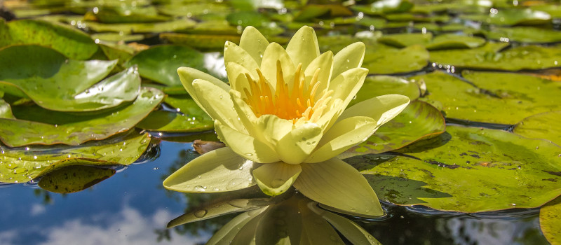 Jardim aquático com uma flor amarela, aberta, ao centro, e folhas verdes na água.