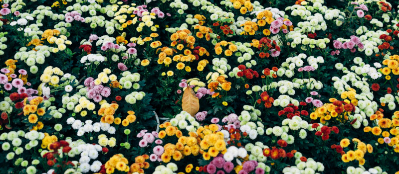 Jardim de flores de várias cores, com uma folha castanha ao centro, é um dos tipos de jardins mais bonitos.