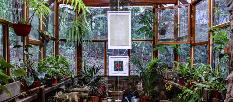 Plantas no interior de divisão com janelas a toda a volta, com caixilhos castanhos, e dois quadros ao centro, num dos possíveis estilos de jardim de inverno.