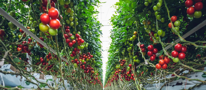 Tomates vermelhos e verdes suspensos, ainda nos tomateiros, a crescerem num jardim hidropónico. 
