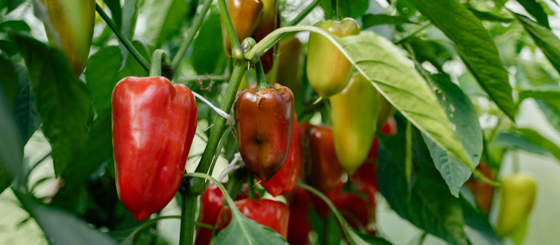 Pimentos vermelhos e verdes na planta num dos tipos de jardins que são também horta.