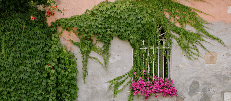 Hera verde agarrada a uma parede gasta pelo tempo, com flores rosa a sair de uma janela com grades brancas, num dos vários estilos de jardins suspensos.