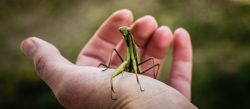 Mão de homem aberta com gafanhoto verde no meio.